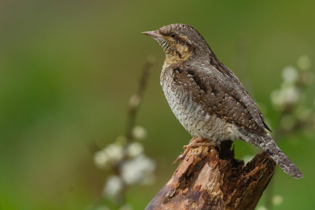 抱っこ紐による肩こり対策にはどんな方法がある？