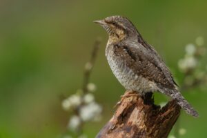 抱っこ紐による肩こり対策にはどんな方法がある？