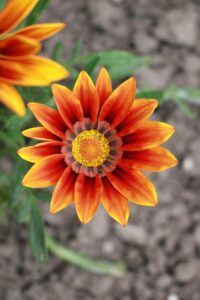 人見知りはいつまで続くのか？