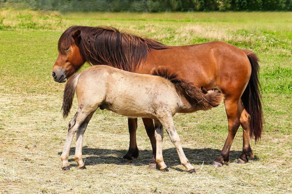育児サークルへの参加方法はどのようにすればいいですか？