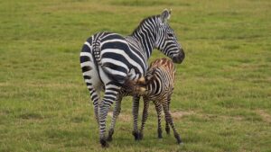 育児休業給付金申請の手続きはどうすればいい？