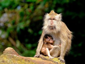 育児における嫉妬感についての相談はどうすれば良い？